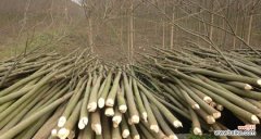 深入了解截干苗的定义及应用价值 探索截干苗的意义与方法