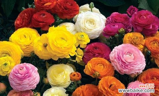 揭秘花毛茛的神秘语言 花毛茛的花语及其寓意