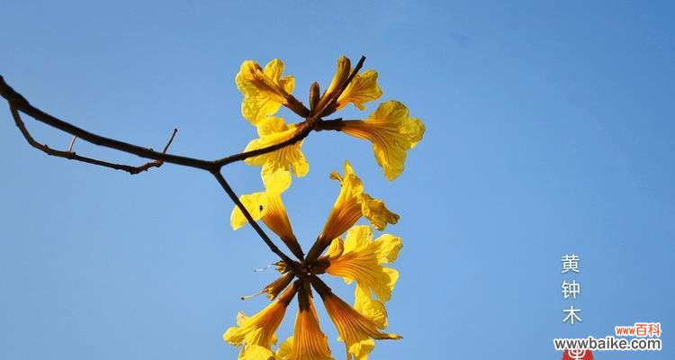 黄花风铃木花语的含义及象征 黄花风铃木的花语