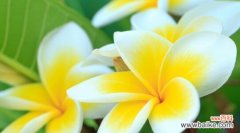 美丽绽放 以鸡蛋花的花语探寻人生意义