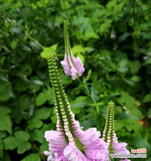 假龙头花的五种花语解读 假龙头花的花语与寓意