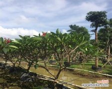 揭开以假植苗的真面目 以假植苗的危害与防范