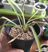 以金心吊兰开花的花语 金心吊兰开花寓意