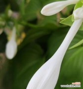 处暑时节象征的花语是什么？有何特别含义？