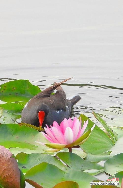 处暑时节象征的花语是什么？有何特别含义？