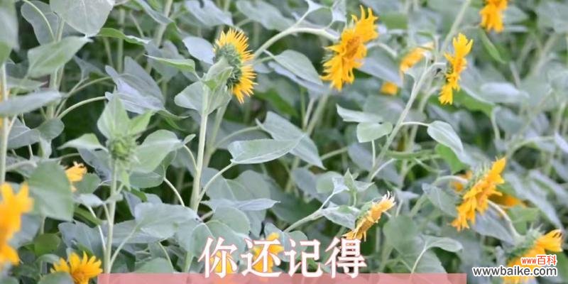 表达“我爱的只有你”的花语是什么？哪种花最能代表？