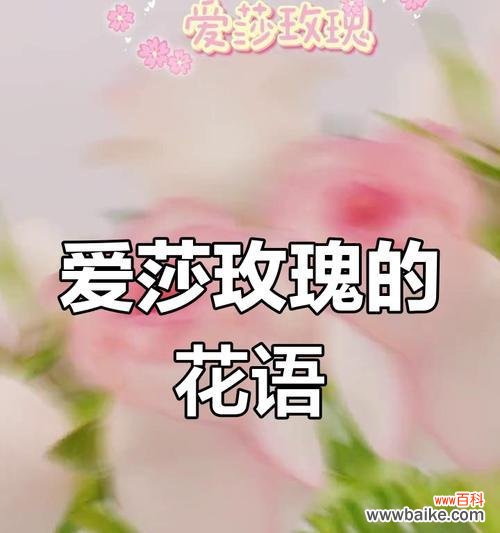表达“我爱的只有你”的花语是什么？哪种花最能代表？