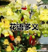 蝴蝶花语摇晃代表什么？摇晃的蝴蝶花语有哪些含义？