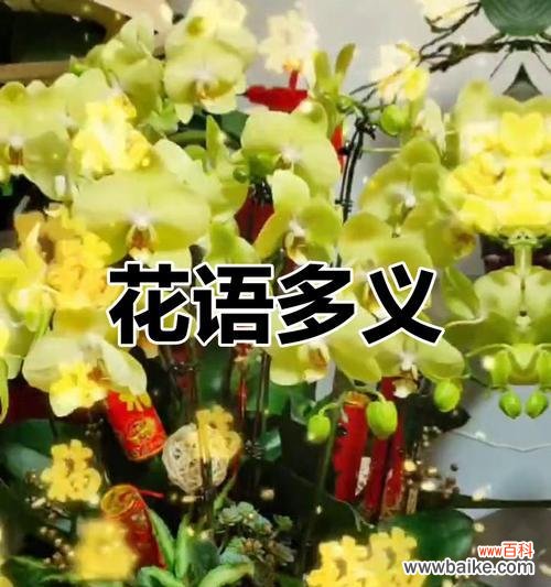 蝴蝶花语摇晃代表什么?摇晃的蝴蝶花语有哪些含义?