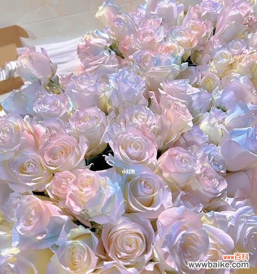 5朵人鱼姬玫瑰代表什么？