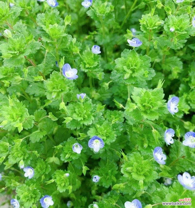 送婆婆哪种花的花语最合适?它传递了怎样的祝福?