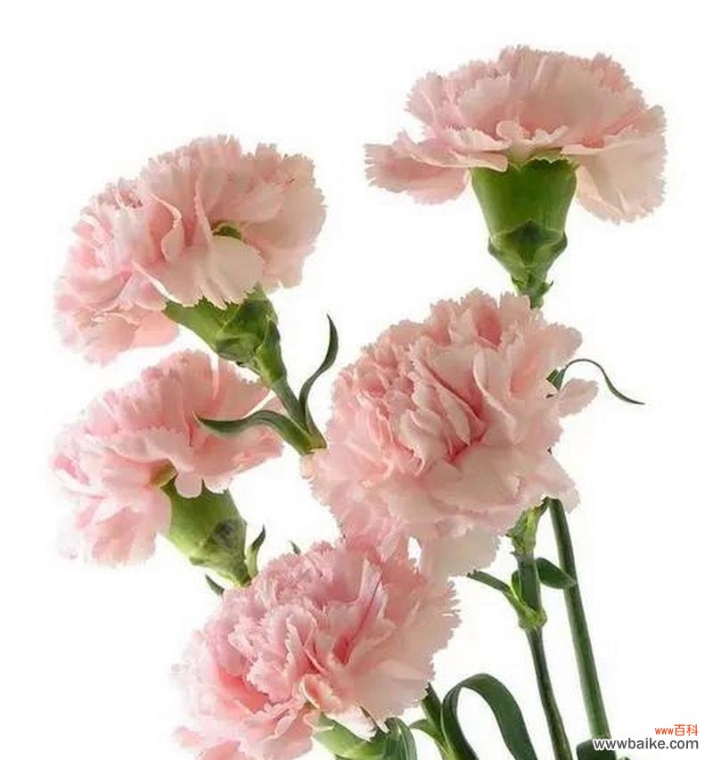 送婆婆哪种花的花语最合适?它传递了怎样的祝福?