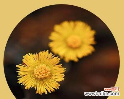 蒲公英的花语320朵代表什么含义?