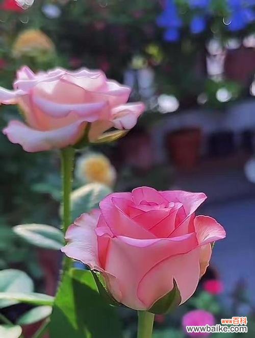 逢雪山的花语是什么?逢雪山花象征着什么?