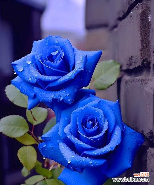 蓝色冰焰花的花语是什么？它象征着什么？