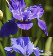 蓝色冰焰花的花语是什么？它象征着什么？