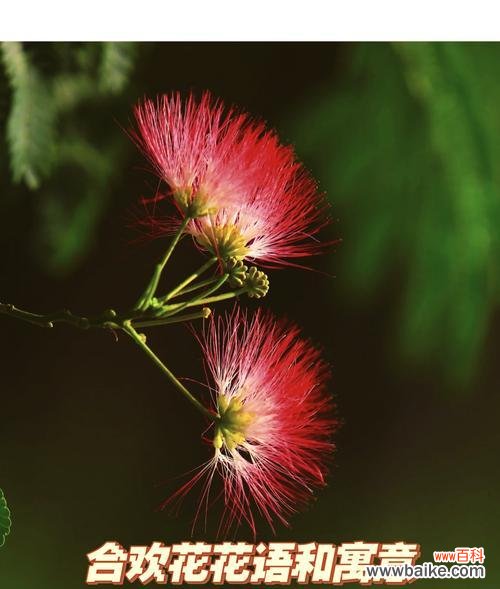 妃子花语和寓意是什么？妃子花象征着什么？