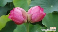 妃子花语和寓意是什么？妃子花象征着什么？