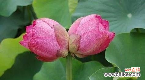 妃子花语和寓意是什么？妃子花象征着什么？