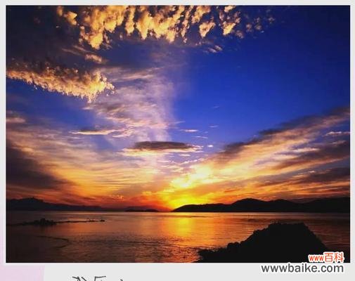 悄然变好的花语代表了什么？