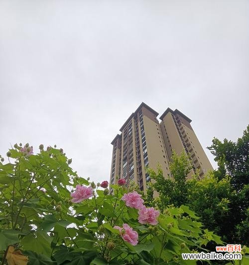 悄然变好的花语代表了什么？