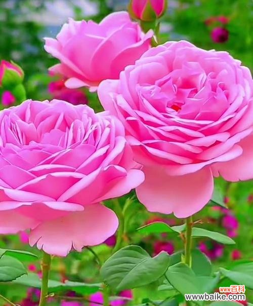 粉嫩玫瑰花的寓意和象征是什么？