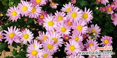 十六日的花语有何特别之处？这个日期对应的花语是什么？