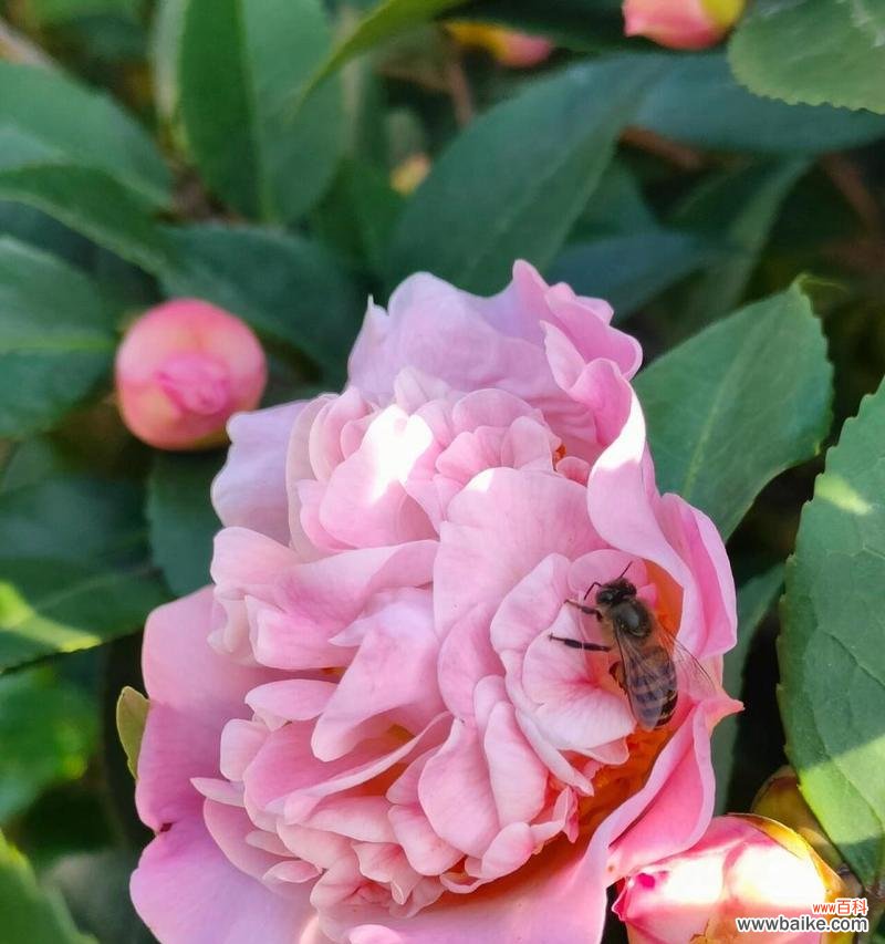 山茶花在爱情中象征着什么?