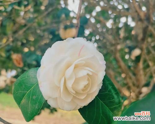 山茶花在爱情中象征着什么?