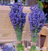 探寻紫色薰衣草的含义与象征 紫色薰衣草的花语