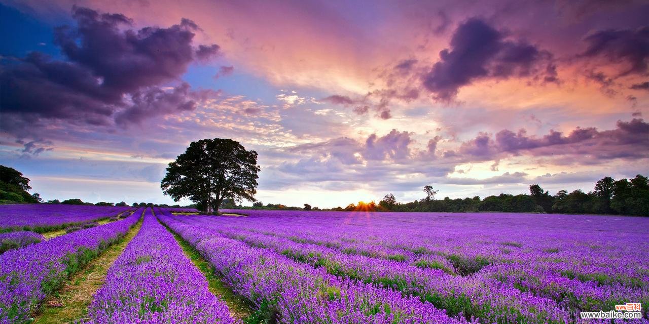 探寻紫色薰衣草的含义与象征 紫色薰衣草的花语