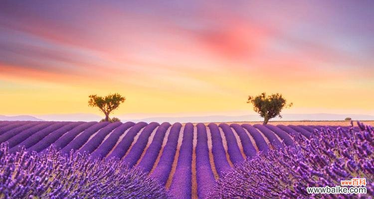 探寻紫色薰衣草的含义与象征 紫色薰衣草的花语