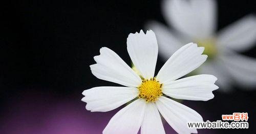 探究洋甘菊的花语，了解它在不同文化中的象征意义 洋甘菊的花语及其象征意义