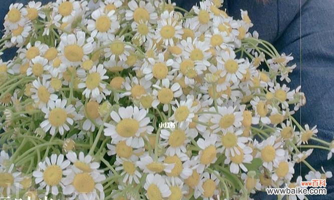 探寻洋甘菊的深层内涵和象征意义 洋甘菊的花语与寓意