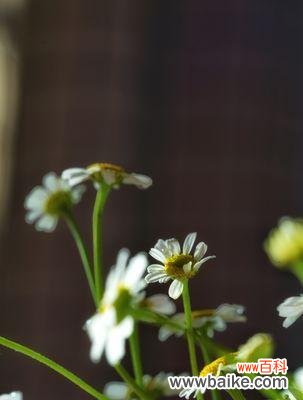 探寻洋甘菊的深层内涵和象征意义 洋甘菊的花语与寓意