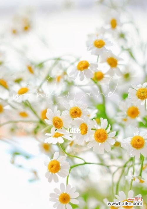 探寻洋甘菊的深层内涵和象征意义 洋甘菊的花语与寓意