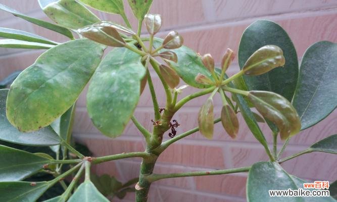 唤醒生命力的神奇木材 以鸭掌木的寓意和象征