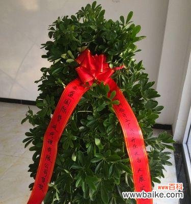 唤醒生命力的神奇木材 以鸭掌木的寓意和象征