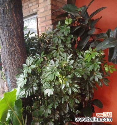 探索鸭脚木的象征意义，学习如何正确养护这一珍贵植物 鸭脚木的寓意与养护之道