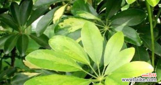 探索鸭脚木的象征意义，学习如何正确养护这一珍贵植物 鸭脚木的寓意与养护之道