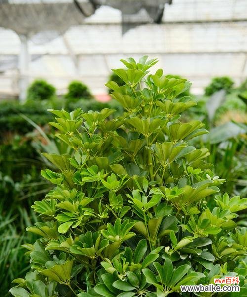 探索鸭脚木的象征意义，学习如何正确养护这一珍贵植物 鸭脚木的寓意与养护之道