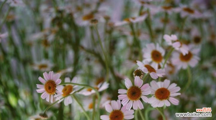 深入解读洋甘菊的花语,揭示其传递的情感与寓意 洋甘菊的花语及其意义