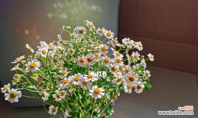 深入解读洋甘菊的花语,揭示其传递的情感与寓意 洋甘菊的花语及其意义