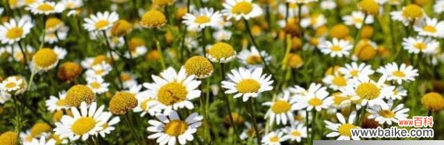 洋甘菊的美丽与意义 洋甘菊花语与寓意