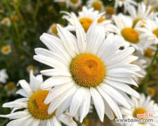 洋甘菊花的象征意义及其传说 洋甘菊的浪漫花语——盛开的爱情