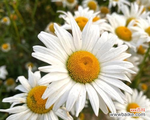 洋甘菊花的象征意义及其传说 洋甘菊的浪漫花语——盛开的爱情