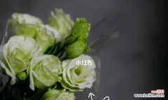 揭示洋桔梗花的深层含义，传达感情和希望的寓意 洋桔梗花的花语与寓意