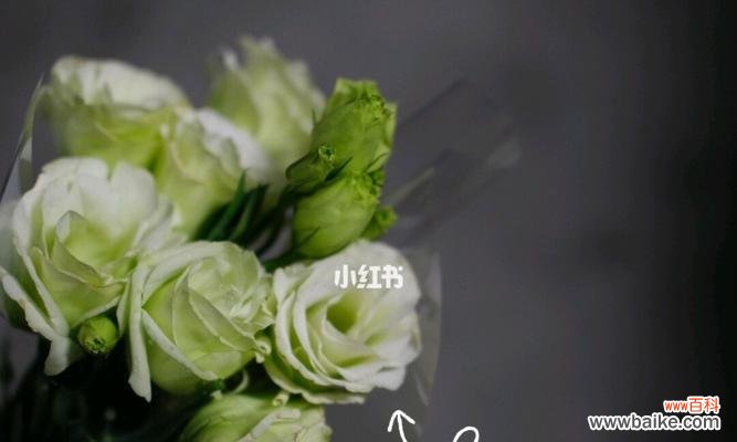 揭示洋桔梗花的深层含义，传达感情和希望的寓意 洋桔梗花的花语与寓意