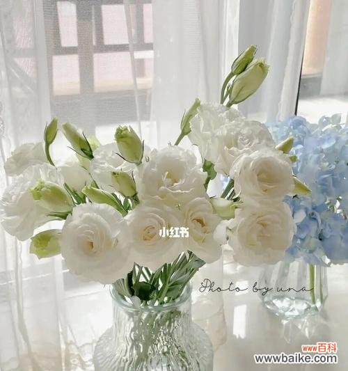 揭示洋桔梗花的深层含义，传达感情和希望的寓意 洋桔梗花的花语与寓意