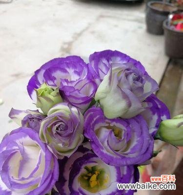 解读洋桔梗的花语,了解其象征意义及文化内涵 洋桔梗花语寓意深远